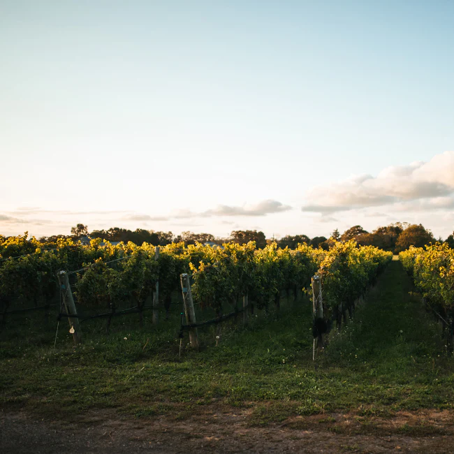 What Does it Mean to be a Certified Sustainable Vineyard?