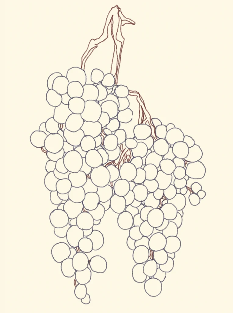 grape illustration RG|NY