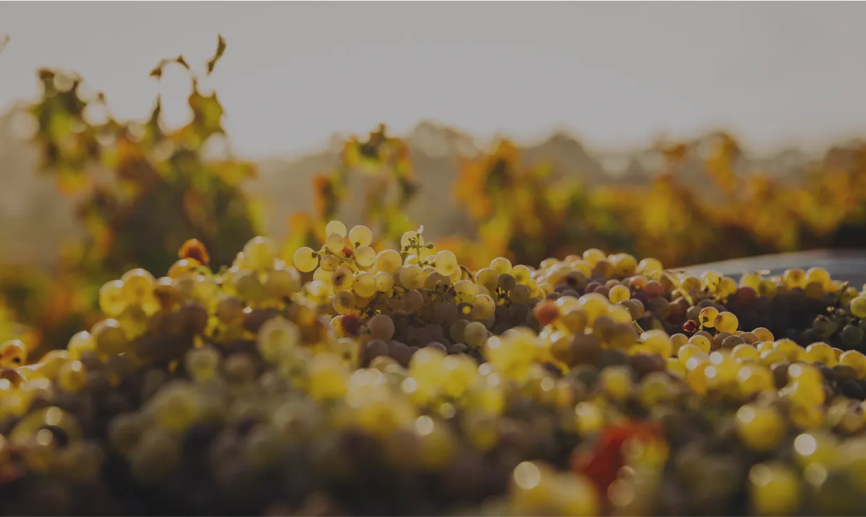 Best Winery On North Fork | RGNY On Long Island, New York