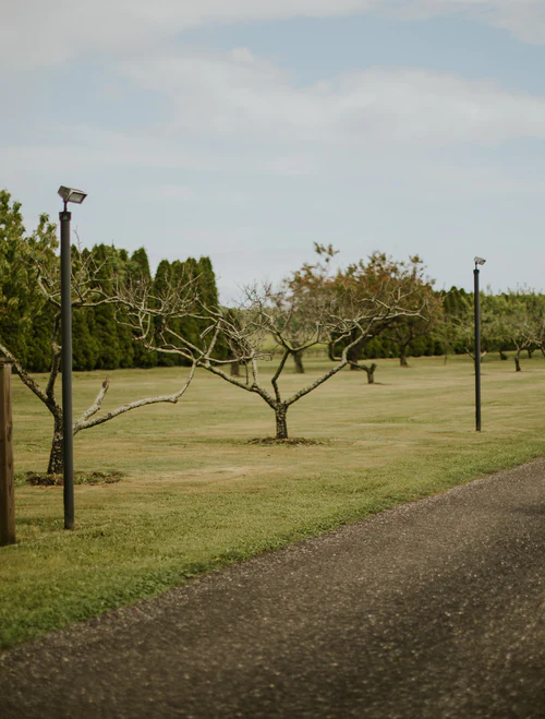 picture of a vineyard at fall RG|NY