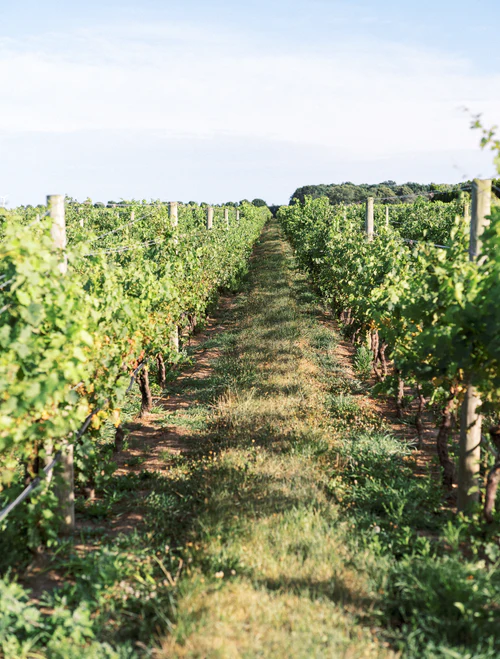 picture of a vineyard grape row RG|NY