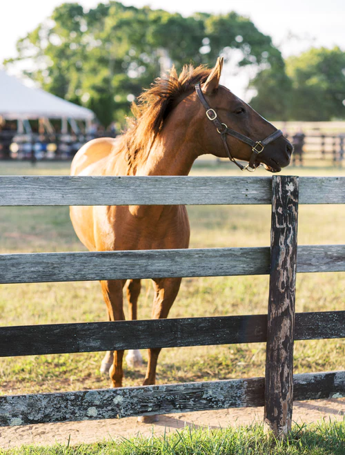 nice brown horse RG|NY