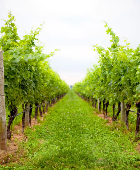 grape rows and wine vineyard RG|NY