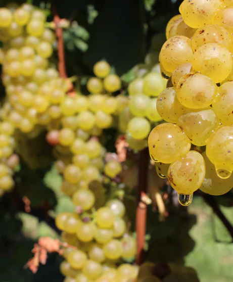 wine-offering-scielo