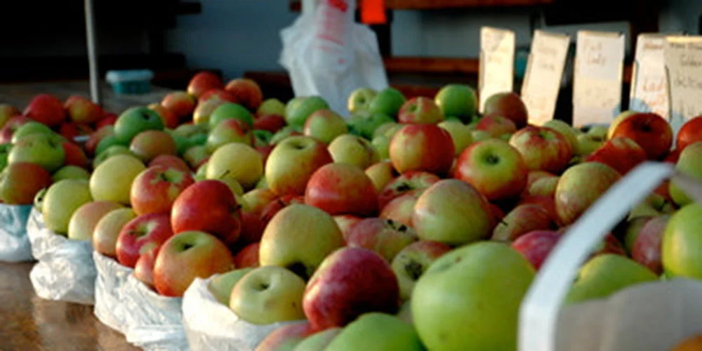 Briermere Farms photo of fresh organic apples