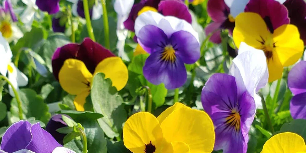 Grabrielsen's Country Farm flowers