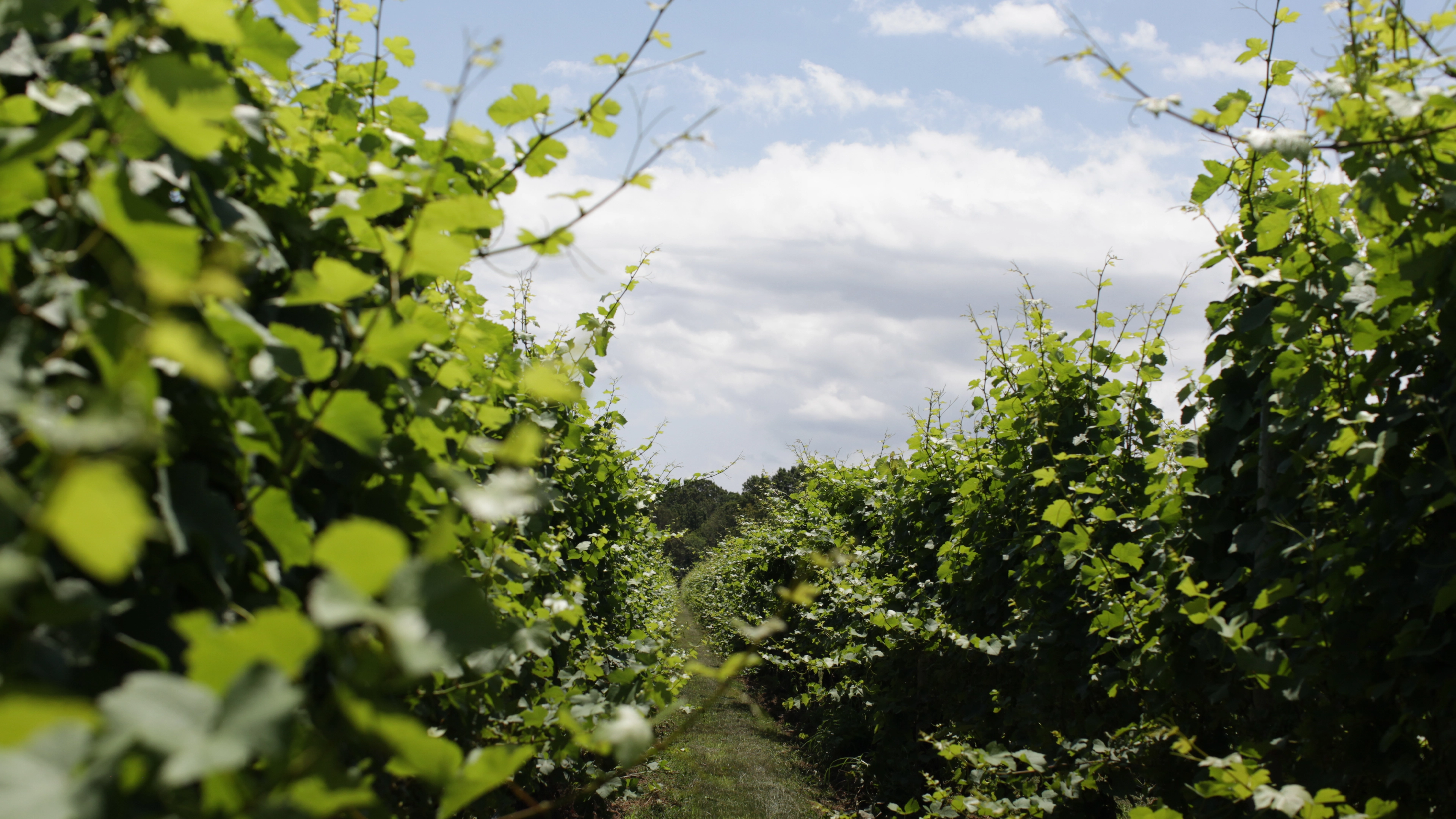 Stewards of the Soil: The People Behind a Sustainable Vineyard